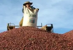 越南农夫面临一个非常头痛的问题：咖啡果实里面没有咖啡豆！