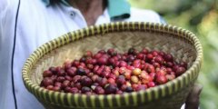 神奇的红色果实：咖啡豆被发现的两个传说