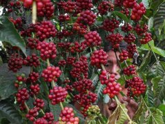 2018年巴西咖啡总产量近6000万袋 创历史新高