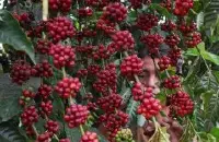 2018年巴西咖啡总产量近6000万袋 创历史新高