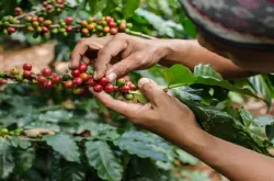 气候变化六成野生咖啡豆恐灭绝！阿拉比卡成濒危物种！