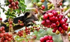 2019越南咖啡豆价格大跌 越南王牌产品大米、咖啡出口料双双下滑