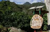 咖啡品种对风味的影响 艾丽达卡杜艾与铁皮卡的区别
