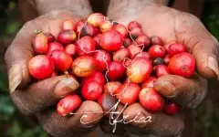 什么是蜜处理咖啡豆？哥斯达黎加蜜处理咖啡豆风味特点口感简介
