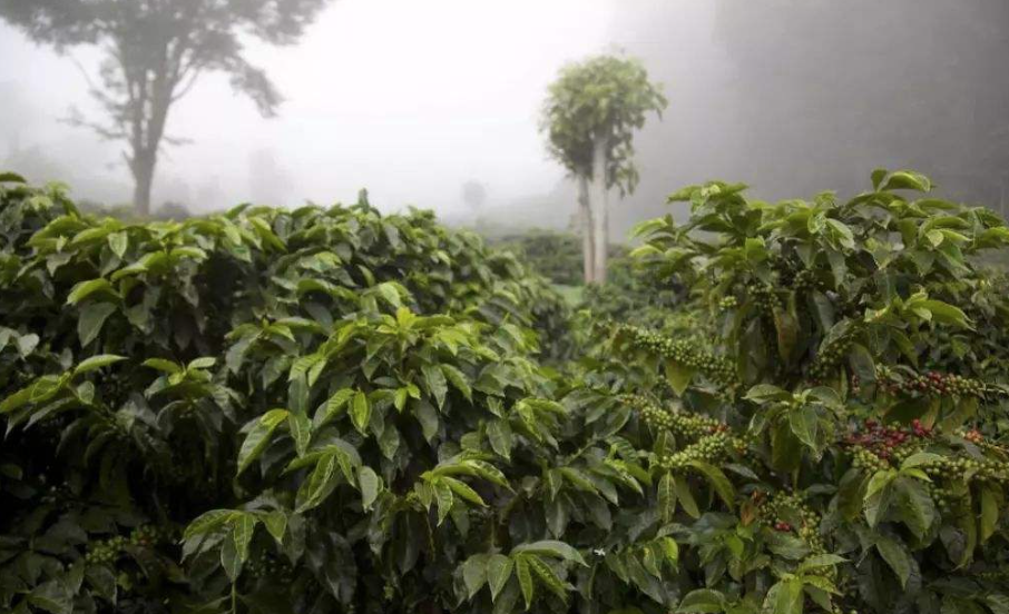 巴拿马翡翠庄园瑰夏咖啡 红标绿标咖啡豆口感风味特点