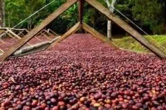 巴西咖啡产区特点里约热内卢州咖啡豆产区咖啡的风味特点描述