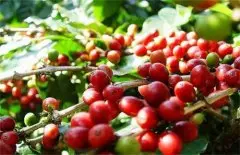 巴西南米纳斯咖啡豆产区 南米纳斯咖啡豆产区咖啡味道风味特点描