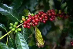 哥伦比亚薇拉产地区咖啡豆种植条件 味道口感风味特点介绍
