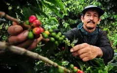 哥伦比亚阿曼吉亚咖啡豆产区 咖啡特点口感风味描述咖啡甜吗