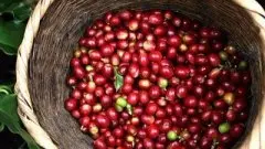 哥伦比亚波帕扬咖啡豆产区：哥伦比亚波帕扬咖啡豆的风味描述