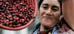 危地马拉咖啡产区柯班Coban咖啡有烟熏味吗 口感如何