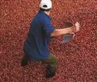 中国咖啡豆品种风味怎么描述 中国咖啡豆口感特点