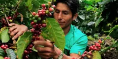 多米尼加咖啡产区介绍 多米尼加巴拉奥纳Barahona咖啡风味描述