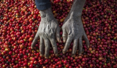 赞比亚能种咖啡吗 非洲赞比亚咖啡豆口感特点风味描述