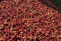 波多黎各尤科特选Yauco Selecto产区咖啡产量 尤科特选咖啡口感