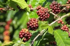 莫桑比克优质咖啡有哪些？莫桑比克咖啡业发展趋势如何