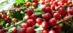 扎伊尔咖啡种植在哪里 扎伊尔巨形咖啡豆口感风味特点