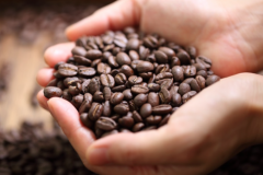 麝香猫咖啡多少钱一斤 麝香猫咖啡是哪个国家  世界上最贵的咖啡