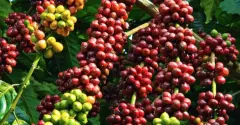 尼加拉瓜米耶瑞诩庄园咖啡风味口感特点 水洗象豆咖啡介绍