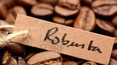 罗布斯塔咖啡怎么冲泡 罗布斯塔Robusta咖啡价格便宜的原因