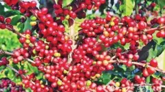 科技麝香猫咖啡研发 咖啡果子怎么获得 体外咖啡发酵猫屎咖啡风味