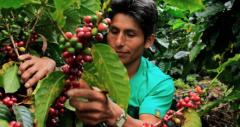 多米尼加知名咖啡豆品牌推荐 咖啡豆价格 多米尼加咖啡怎么喝