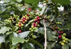 利比里亚咖啡口感风味 利比里亚咖啡豆价格咖啡哪个品牌好
