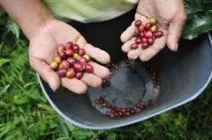 坦桑尼亚africafe咖啡豆特点风味及故事介绍