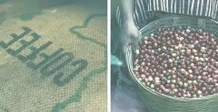 世界顶级咖啡排名 肯尼亚的咖啡类型是什么？肯尼亚咖啡生豆价格