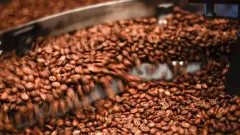 埃塞俄比亚古吉产区咖啡生豆的加工方法 咖啡酸度高是什么原因