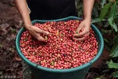 尼加拉瓜Nueva Segovia产区咖啡品质 尼加拉瓜咖啡业最新进展