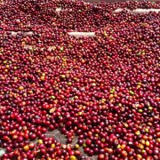 埃塞俄比亚西达摩古吉产区狮子王G1水洗咖啡豆风味特点