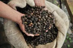 肯尼亚AA涅里卡洛图处理厂咖啡种植海拔风味描述 精品咖啡豆价格