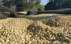 埃塞俄比亚最新耶加雪菲孔加合作社日晒G1咖啡豆报价 咖啡豆种植