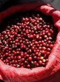 耶加雪菲G2水洗埃塞俄比亚单品咖啡豆有哪些 耶加雪菲咖啡风味