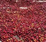 乌干达罗布斯塔日晒18目色选咖啡风味 咖啡生豆拼配价格如何