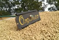 坦桑尼亚水洗乞力马扎罗 Kilimanjaro咖啡豆 PB圆豆 公豆咖啡价格