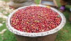 坦桑尼亚乞力马扎罗火山水洗AAA咖啡豆价格 乞力马扎罗是第几高峰