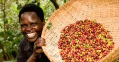 乞力马扎罗Kilimanjaro火山水洗AA 咖啡豆价格 乞力马扎罗哪个国