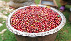 危地马拉安提瓜花神精品咖啡豆拉米妮塔庄园豆烘焙咖啡生豆价格