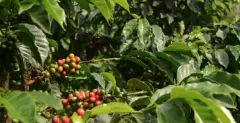 尼加拉瓜咖啡产区马塔加尔帕柠檬树庄园黄帕卡马拉日晒咖啡价格
