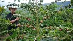 哥伦比亚水洗咖啡怎么样 哥伦比亚小飞象19目水洗咖啡豆最新价格