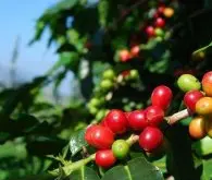 咖啡熟豆牙买加蓝山咖啡庄园mavis bank蓝山咖啡一号产量 价格贵