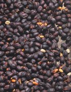 瓜地马拉产区安提瓜愿景庄园水洗咖啡品种风味 咖啡樱桃采摘