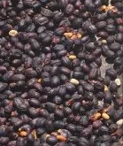 瓜地马拉产区安提瓜愿景庄园水洗咖啡品种风味 咖啡樱桃采摘