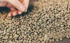 马拉威蒙特利庄园MONTEREY单品咖啡生豆处理风味怎么描述