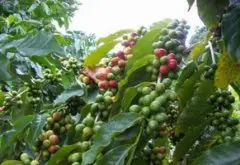 埃塞俄比亚咖啡产区班其马吉咖啡 班其马吉咖啡的口感怎么形容