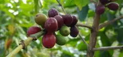 埃塞俄比亚奇尔芭咖啡产区 日晒耶加雪菲Chelba奇尔芭G1推荐价格