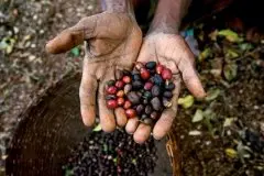 埃塞俄比亚水洗咖啡豆 18年埃塞俄比亚水洗耶加雪菲科契尔G1