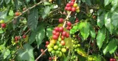 埃塞俄比亚西达摩咖啡18年埃塞俄比亚西达摩产区日晒凯贝朵G1